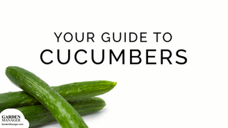 How to Grow Cucumbers