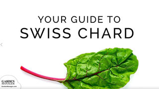 Growing Swiss Chard