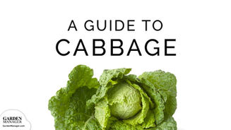 Growing Cabbage