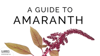 How to Grow Amaranth from Seed