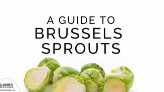 How to Grow Brussel Sprouts