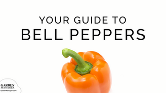 How to Grow Bell Peppers