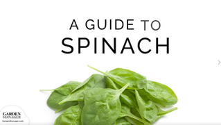 Growing Spinach