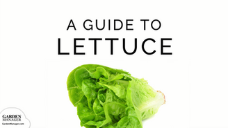 How to Grow Lettuce