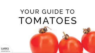 How to Grow Tomatoes