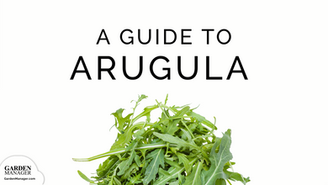 How to Grow Arugula