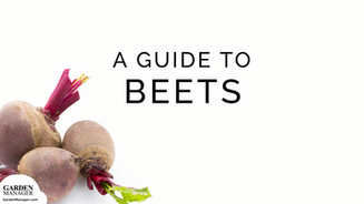 How to Grow Beets