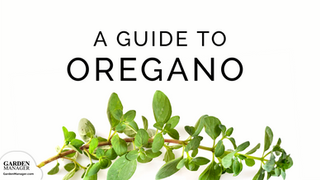 How to Grow Oregano