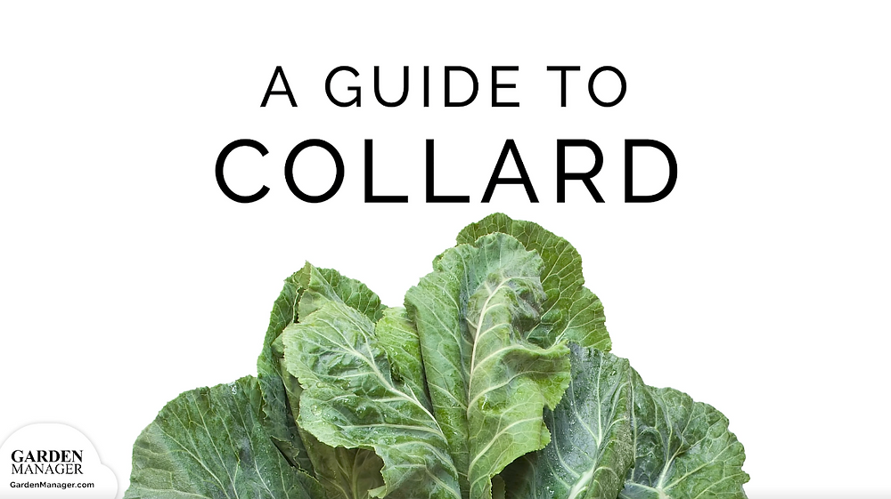 How to Grow Collards