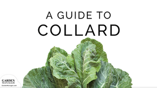 How to Grow Collards