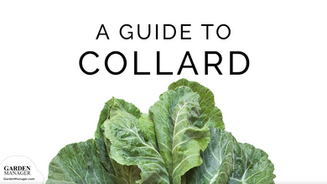 How to Grow Collards