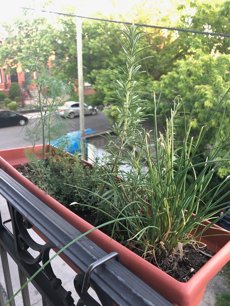 Left to Right: Dill, Thyme, Rosemary, Chives