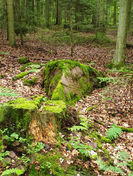 20210805_114259.jpg