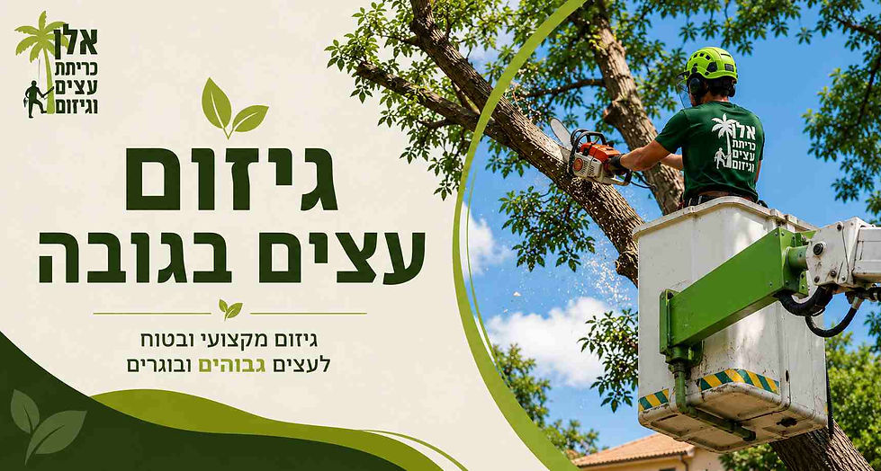 גיזום עצים בגובה.jpg