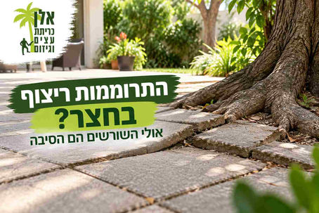 התרוממות ריצוף בחצר – כשהשורשים שמתחת לפני הקרקע מתחילים להשפיע