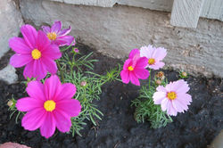 1841 Adelaide Ct, Oxnard CA 93035 Front landscaping