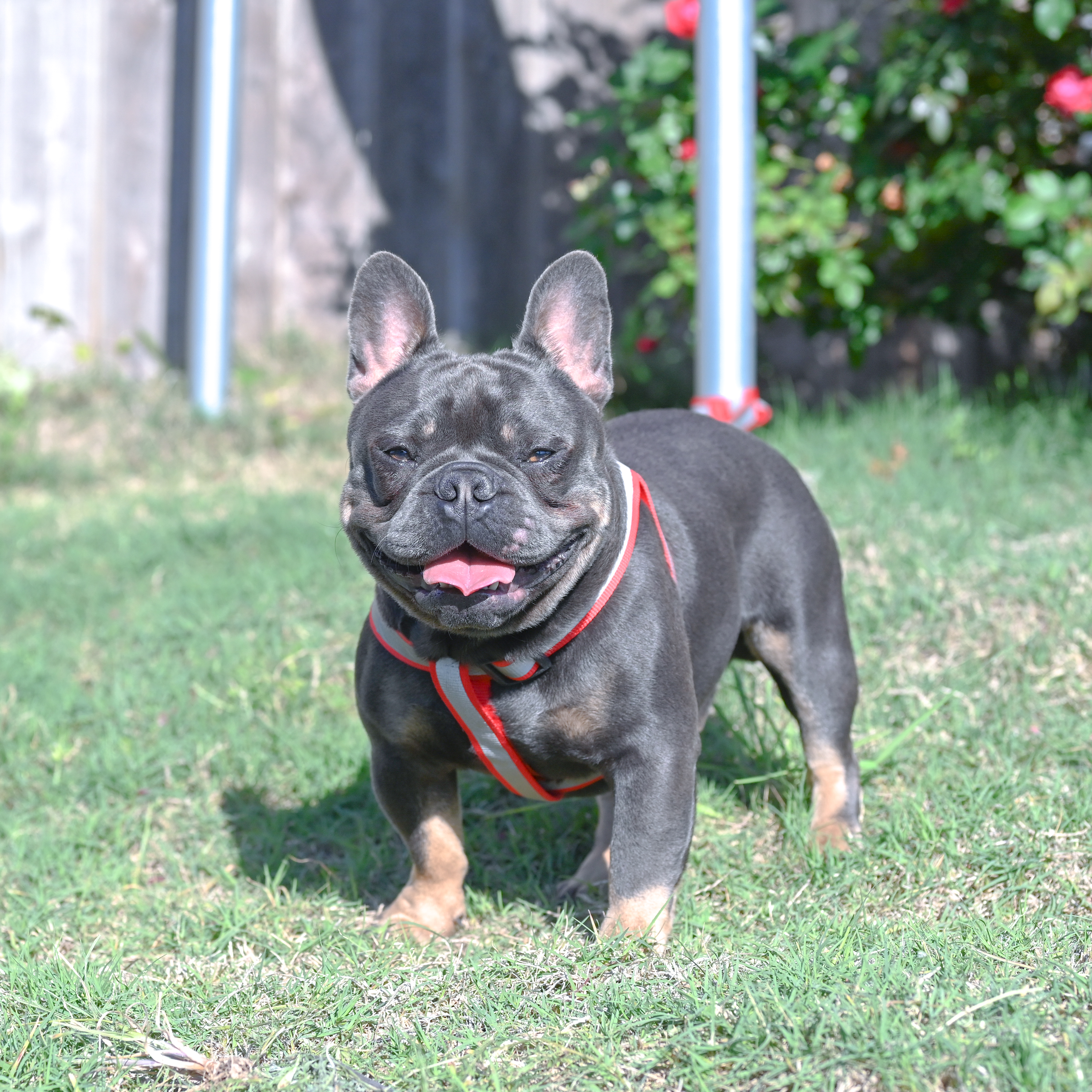 blue tan frenchie