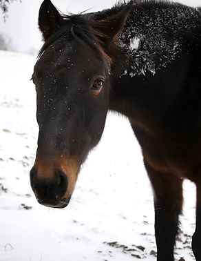 Leo the large pony
