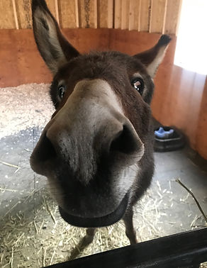 Stewart the donkey