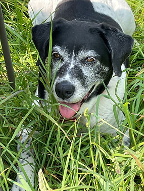 Lexy our dog