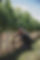 Burnthouse Vineyard Shoot 2-039.jpg