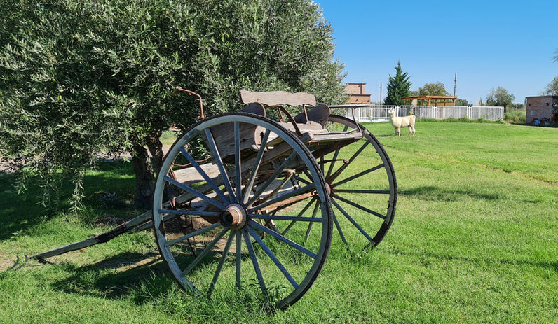 Llama and carriage in one of the green areas of Finca La Carmelita