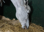 Aconselhamento nutricional.JPG