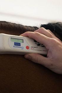 Identificação animal.JPG