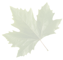 sycamore_edited.png