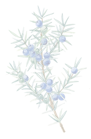 juniper_edited.png