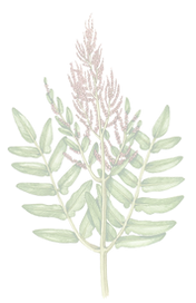 royal_fern_edited.png