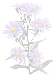 aster_edited.png