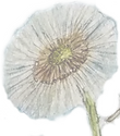 fg_coltsfoot_edited_edited_edited.png
