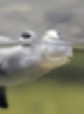 Anableps02_edited.jpg