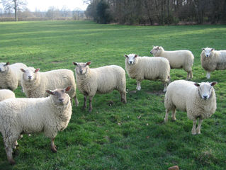 28/October/2018 버사교 소식