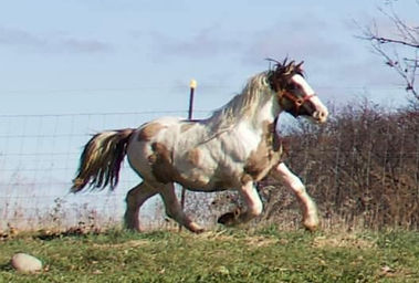 L'Egance Monsoon Melody 