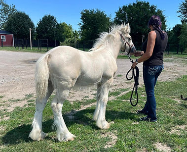 SFGH Dream's Sorin Eclipse