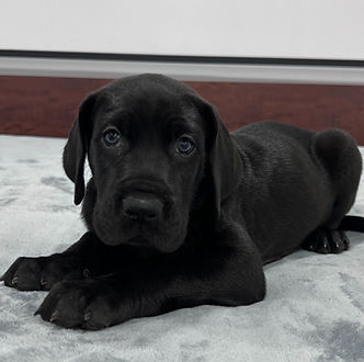 Great_Dane_Puppy_1000 (323)_edited.jpg