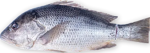 Web new element-69.webp