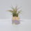 Thumbnail: Air Plant In Mini Tulip Clay Pot