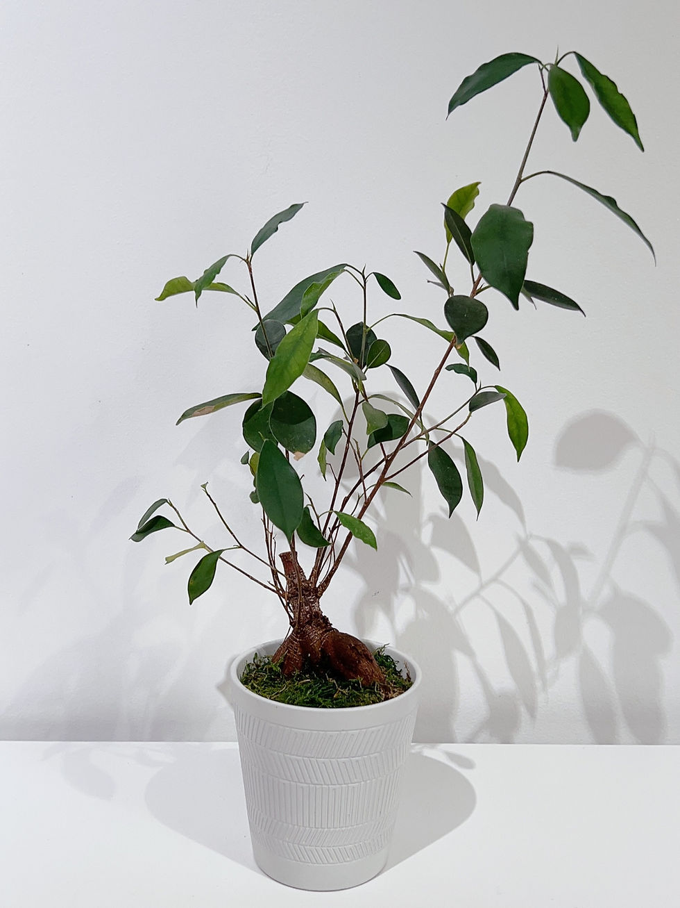 Thumbnail: Ficus Ginseng