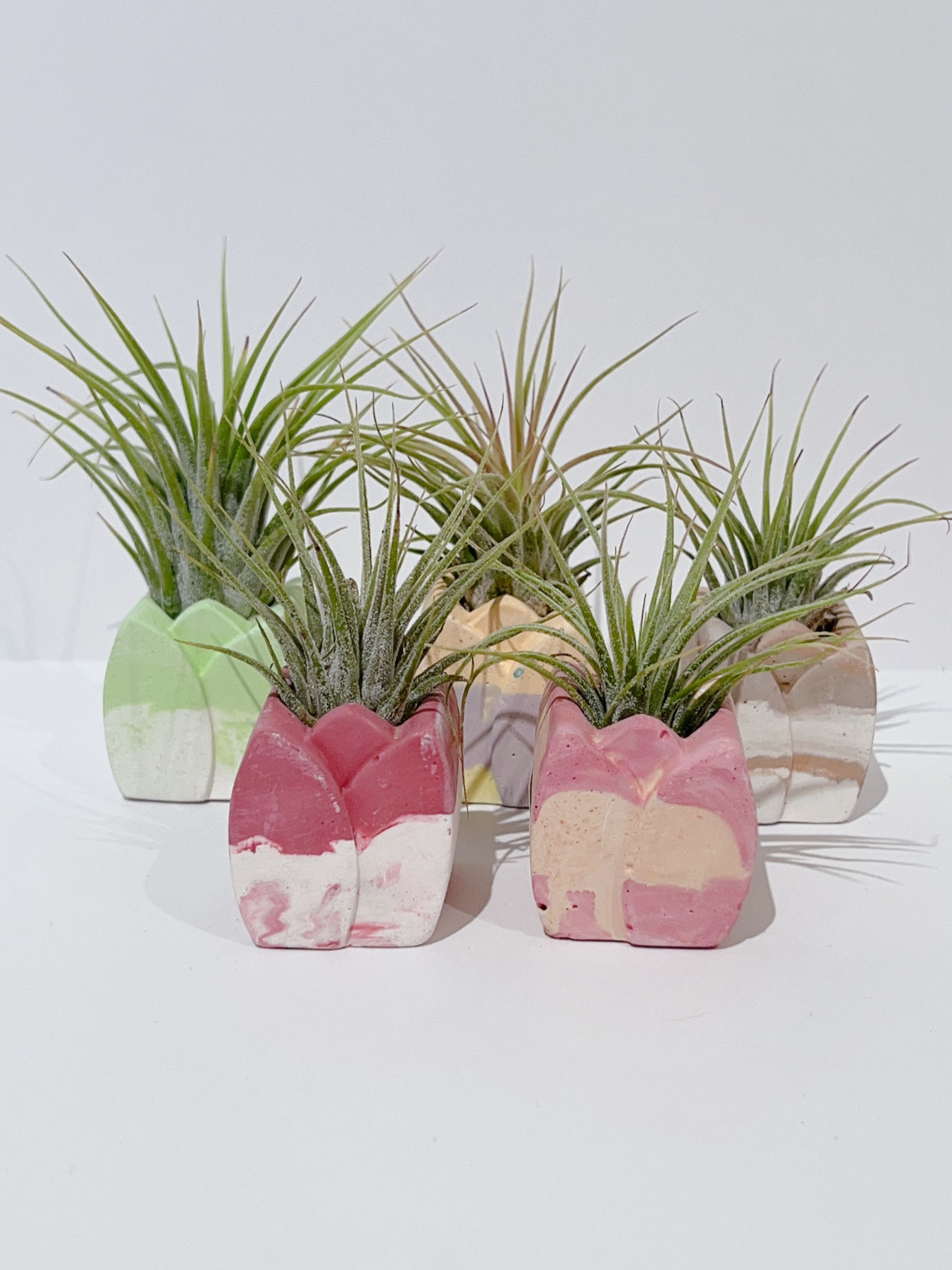 Air Plant In Mini Tulip Clay Pot