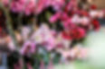 zaubergarten-langförden-blumen-vechta-de