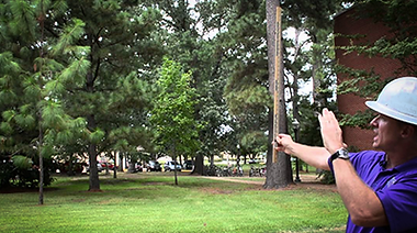 tree-measure.png