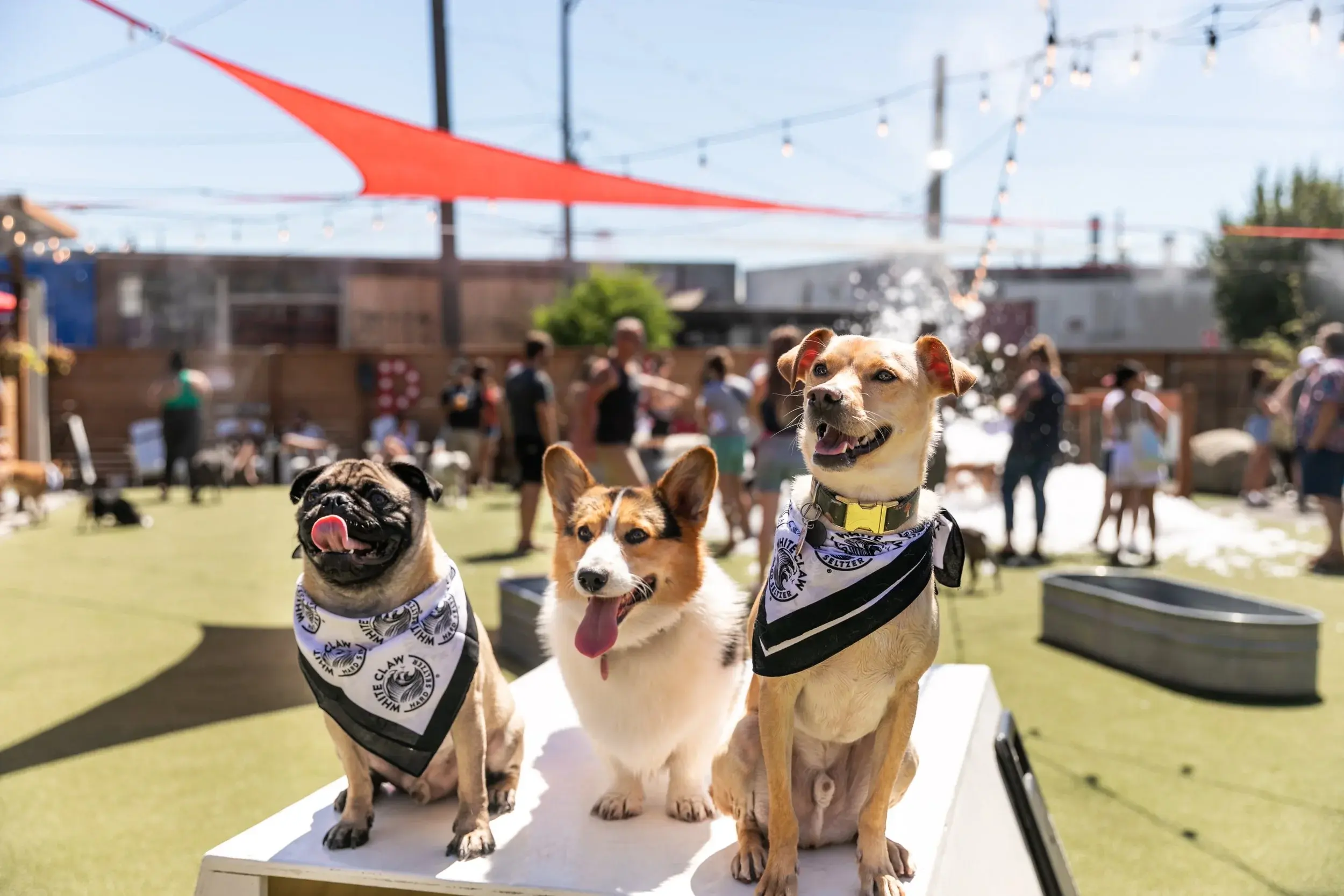 Pups in dog yard sitting on table