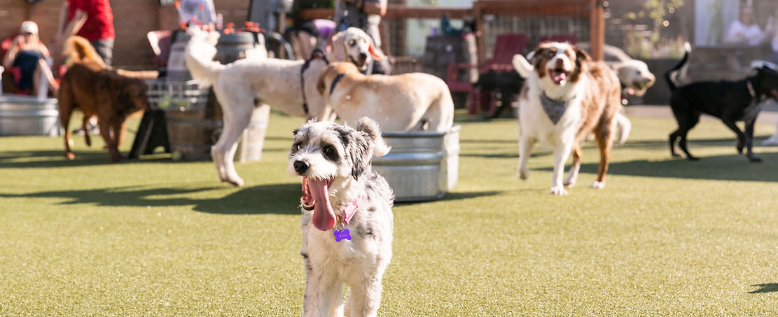 Dog park with dogs running arund playing
