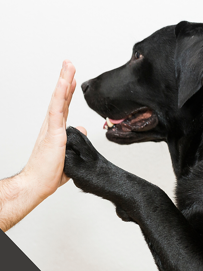 Dog high fiving human