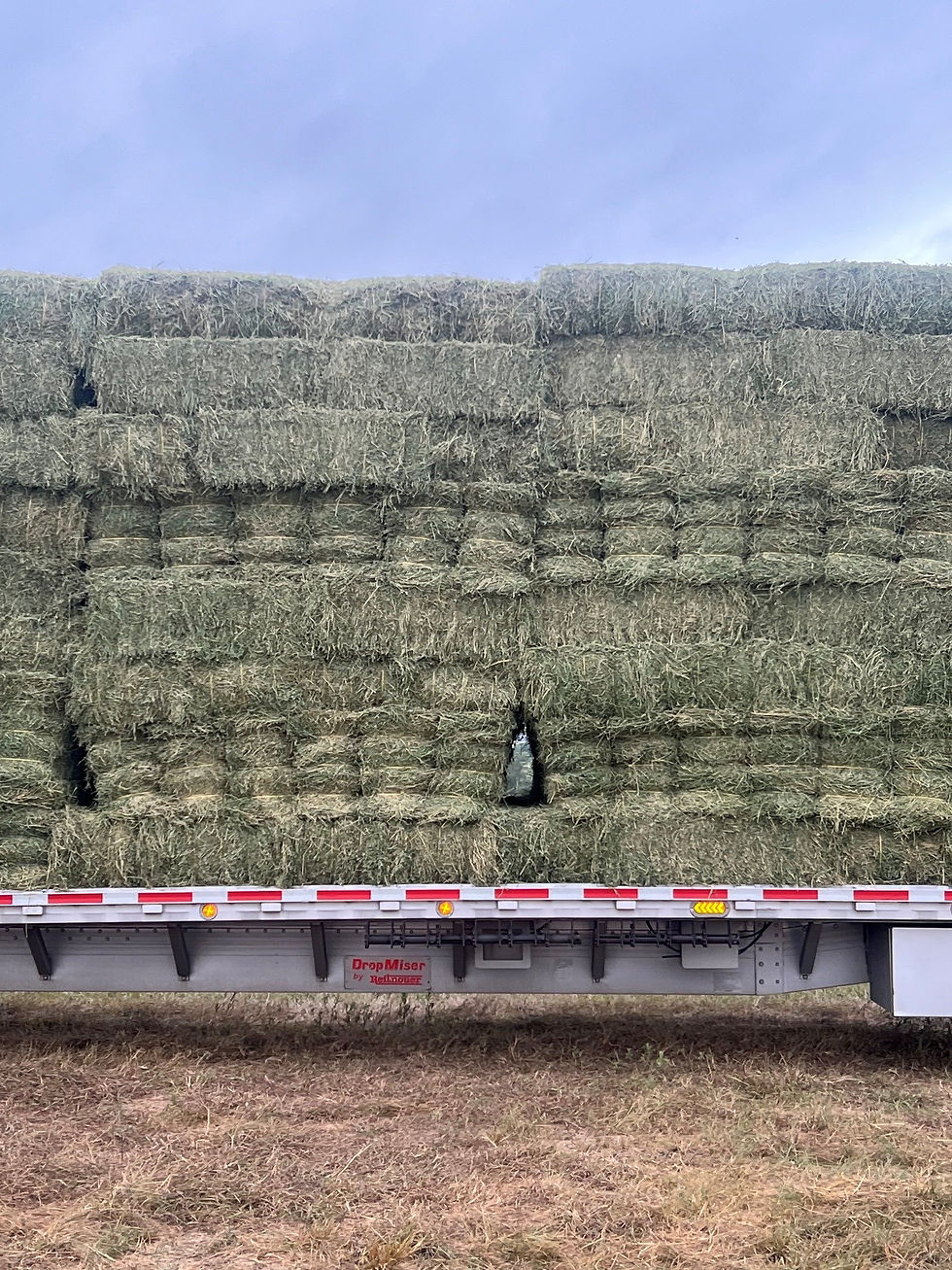 Hay.jpg