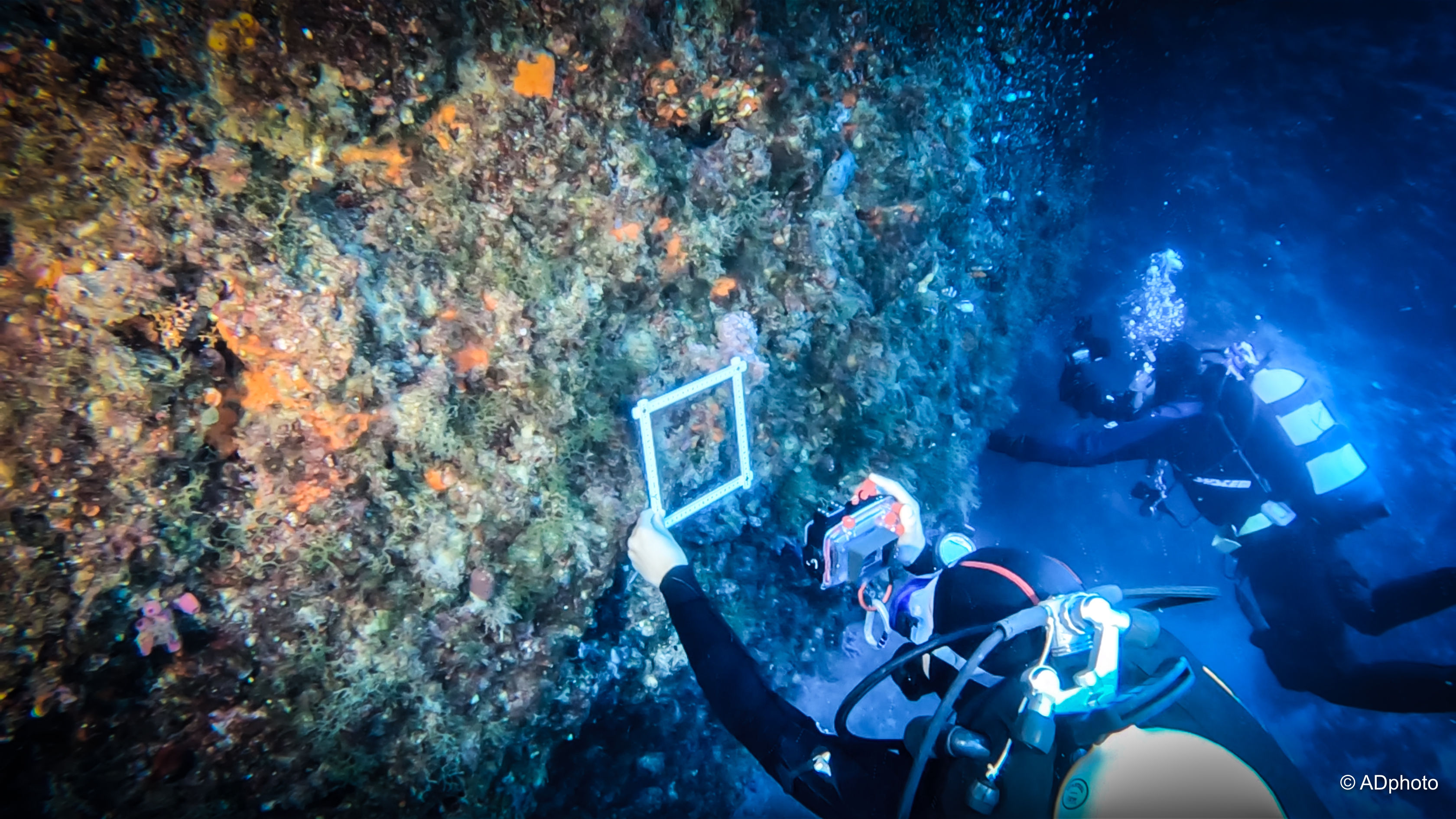 22-23-24 Maggio 2026| 3gg/2 notti | 2HB + 4 IMMERSIONI + Biologia Marina L1