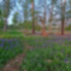 Blue bell surrounded in April